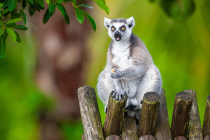 Picture of A RING-TAILED LEMUR SQUATS ATOP A HUT-EATING