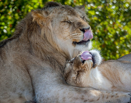 Picture of TWO YOUNG LIONS TRADE LICKS AT A LOCAL ZOO