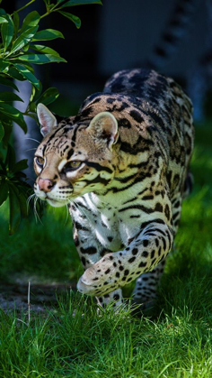 Picture of AN OCELOT AT A LOCAL ZOO