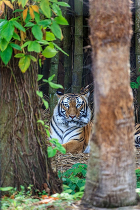 Picture of A MALAYAN TIGER MAINTAINS A RESTFUL VIGIL