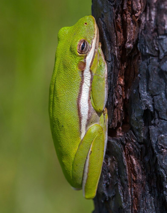 Picture of A GREEN TREEFROG TAKES REFUGE AMONG THE FURROWS OF BARK OF A SLASH PINE TREE IN SOUTHERN-FLORIDA