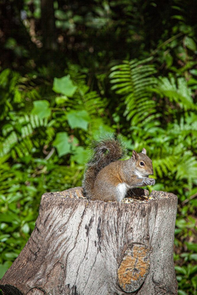 Picture of A GREY SQUIRREL FEEDS ON BIRD SEEDS CACHED ON A TREE STUMP