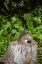 Picture of A GREY SQUIRREL FEEDS ON BIRD SEEDS CACHED ON A TREE STUMP