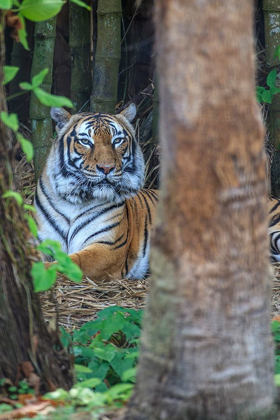 Picture of A MALAYAN TIGER MAINTAINS A RESTFUL VIGIL