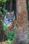 Picture of A MALAYAN TIGER MAINTAINS A RESTFUL VIGIL