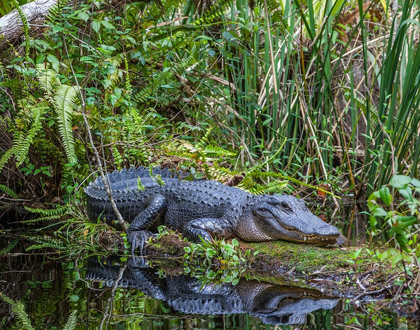 Picture of AN ALLIGATOR RESTS ON A FLOATING LOG IN A SWAMP