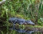 Picture of AN ALLIGATOR RESTS ON A FLOATING LOG IN A SWAMP