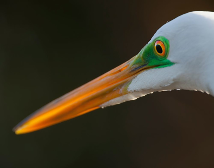 Picture of BRIGHT GREEN LORES IDENTIFY A GREAT EGRET IN BREEDING PLUMAGE