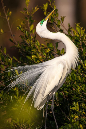 Picture of A GREAT EGRET PERFORMS A BREEDING DISPLAY AT A ROOKERY IN SOUTHWEST FLORIDA