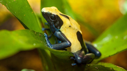 Picture of POISON DART FROGS ARE HIGHLY POISONOUS