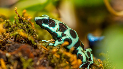 Picture of POISON DART FROGS ARE HIGHLY POISONOUS