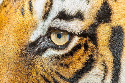 Picture of THE BEAUTIFUL EYES OF THE MALAYAN TIGER