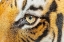 Picture of THE BEAUTIFUL EYES OF THE MALAYAN TIGER