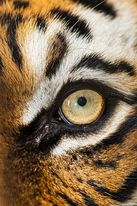 Picture of THE BEAUTIFUL EYES OF THE MALAYAN TIGER