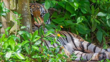 Picture of A MALAYAN TIGER MAINTAINS A RESTFUL VIGIL