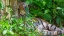 Picture of A MALAYAN TIGER MAINTAINS A RESTFUL VIGIL