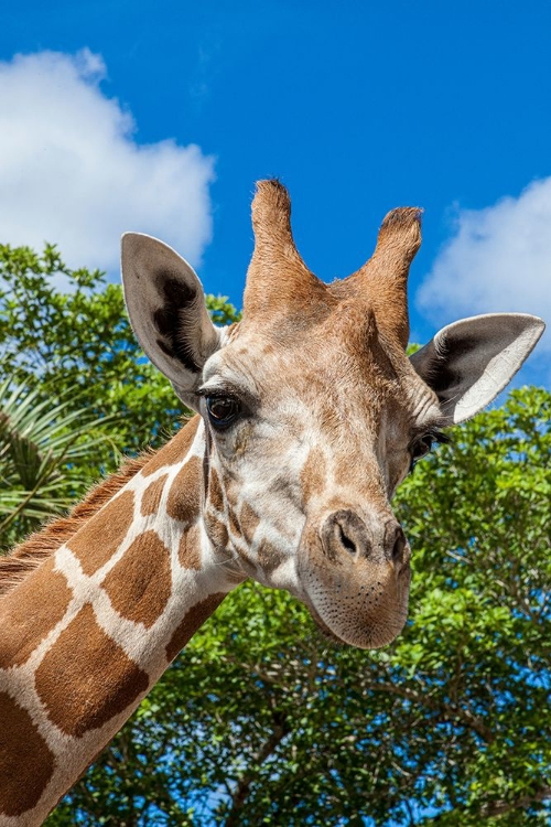 Picture of A RETICULATED GIRAFFES HEIGHT GIVES IT A DOWNWARD GLANCE