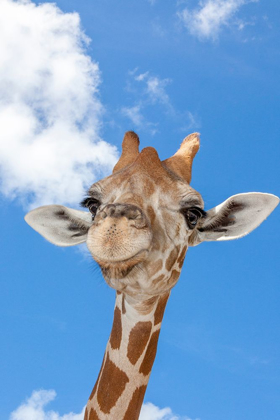 Picture of A RETICULATED GIRAFFES HEIGHT GIVES IT A DOWNWARD GLANCE