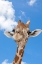Picture of A RETICULATED GIRAFFES HEIGHT GIVES IT A DOWNWARD GLANCE