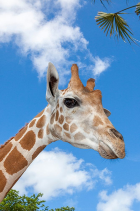 Picture of A RETICULATED GIRAFFES HEIGHT GIVES IT A DOWNWARD GLANCE