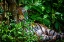 Picture of A MALAYAN TIGER MAINTAINS A RESTFUL VIGIL
