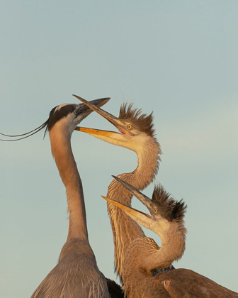 Picture of GREAT BLUE HERON AND CHICK WAITING TO BE FED