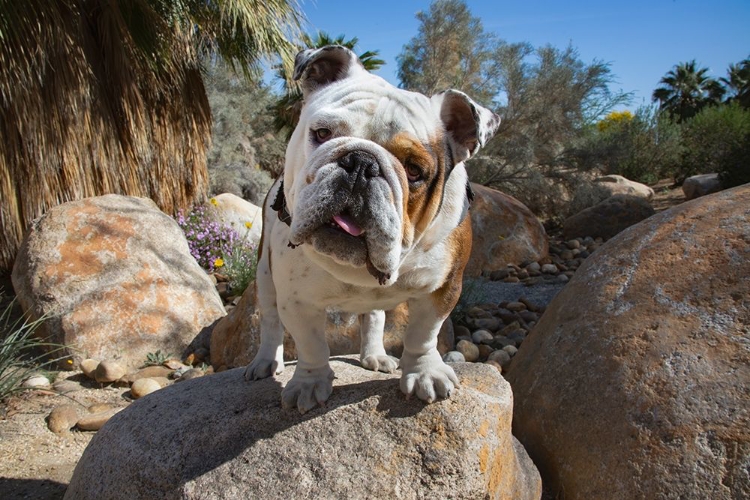 Picture of BULLDOG IN A DESERT GARDEN