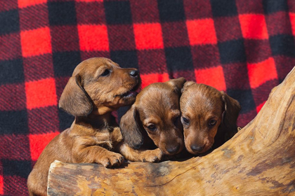 Picture of DOXEN PUPPIES