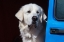 Picture of GREAT PYRENEES PORTRAIT