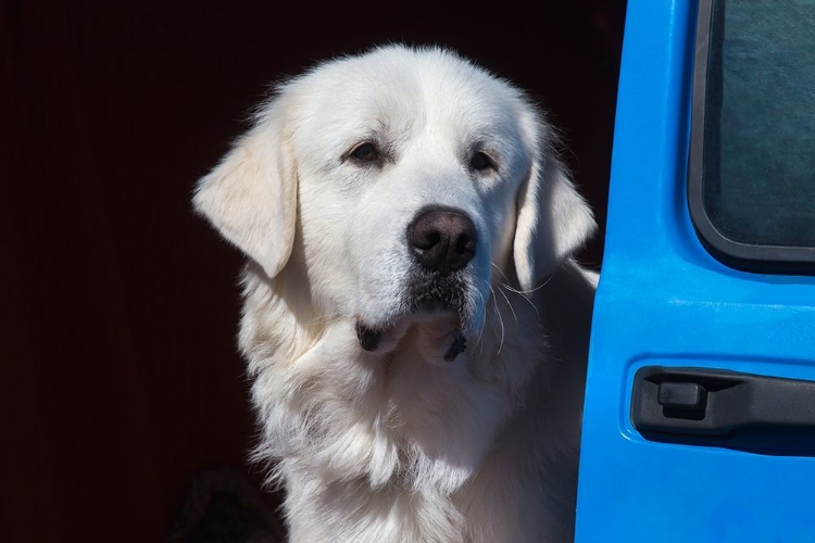 Picture of GREAT PYRENEES PORTRAIT