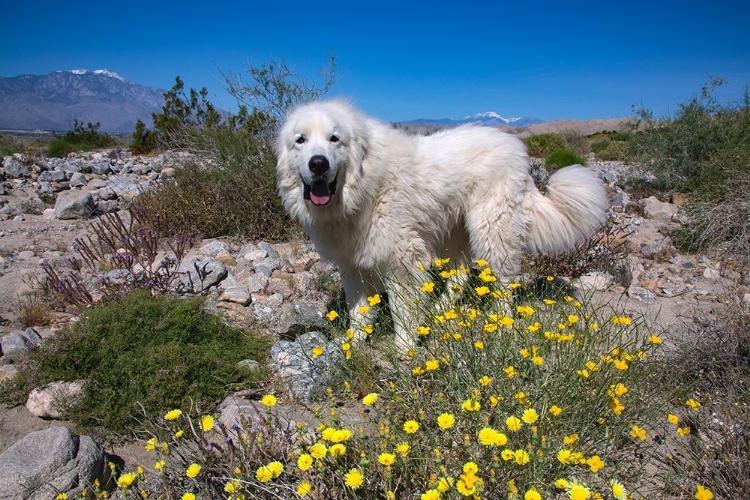 Picture of GREAT PYRENEES IN THE COLORADO DESERT