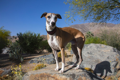 Picture of WHIPPET