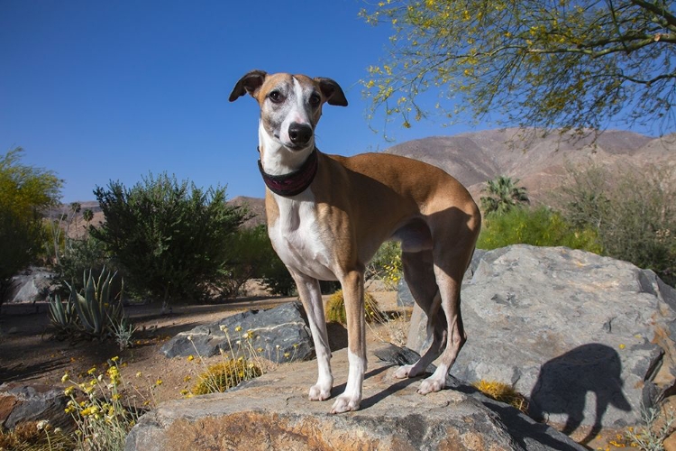 Picture of WHIPPET