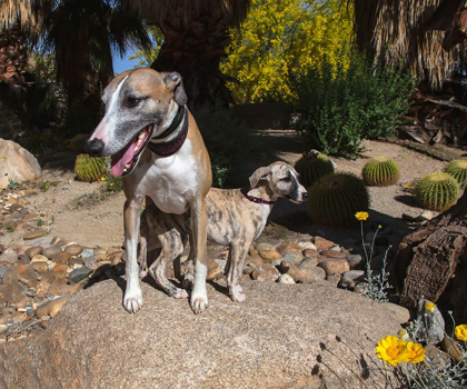 Picture of WHIPPET WITH PUPPY