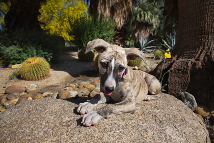 Picture of WHIPPET PUPPY