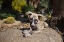 Picture of WHIPPET PUPPY
