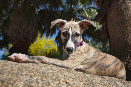Picture of WHIPPET PUPPY