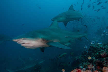 Picture of SOUTH PACIFIC-FIJI BULL SHARKS 