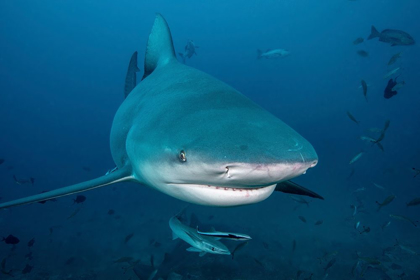 Picture of SOUTH PACIFIC-FIJI BULL SHARK CLOSE-UP 