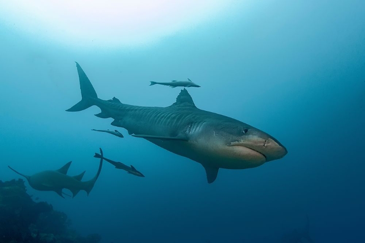 Picture of SOUTH PACIFIC-FIJI TIGER SHARK CLOSE-UP 