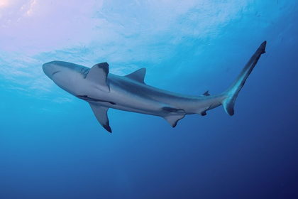 Picture of SOUTH PACIFIC-FIJI BLACKTIP SHARK CLOSE-UP 