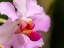 Picture of FIJI-VITI LEVU PINK ORCHID CLOSE-UP