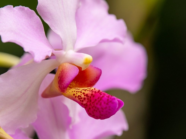 Picture of FIJI-VITI LEVU PINK ORCHID CLOSE-UP