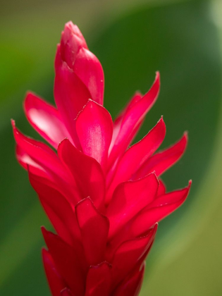 Picture of FIJI-VITI LEVU RED GINGER FLOWER (ALPINIA PURPURATA)
