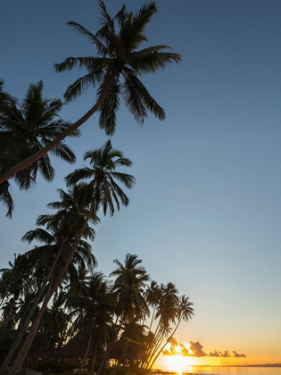 Picture of FIJI-VANUA LEVU BEACH SUNSET WITH PALM TREES