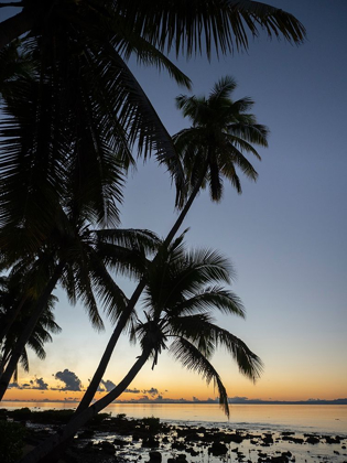 Picture of FIJI-VANUA LEVU BEACH SUNSET WITH PALM TREES