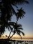 Picture of FIJI-VANUA LEVU BEACH SUNSET WITH PALM TREES