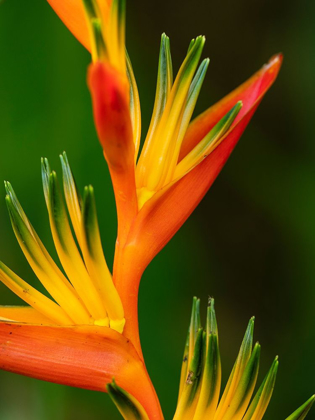 Picture of FIJI-VANUA LEVU CLOSE-UP OF BIRD OF PARADISE PLANT