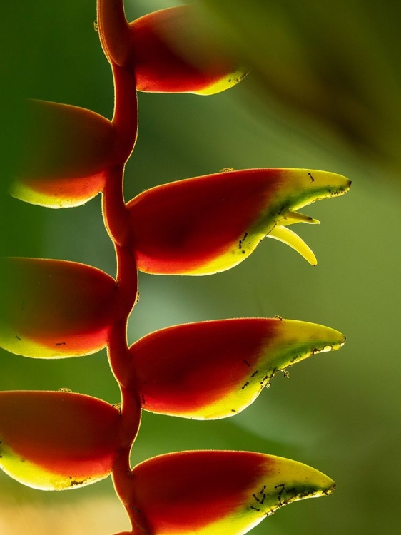 Picture of FIJI-VANUA LEVU CLOSE-UP OF HELICONIA PLANT