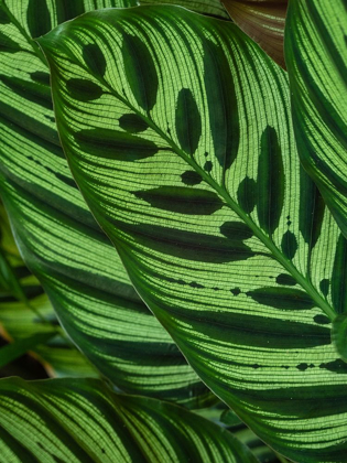 Picture of FIJI-VANUA LEVU BACK-LIT GREEN LEAVES SHOWING VEINS